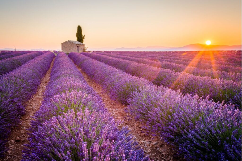 Geheimnisse der Aromatherapie