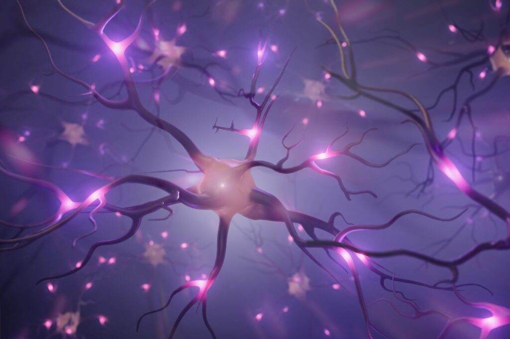 Unser Gehirn und neuronale Verbindungen